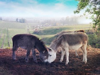 Donkeys on land against landscape and sky