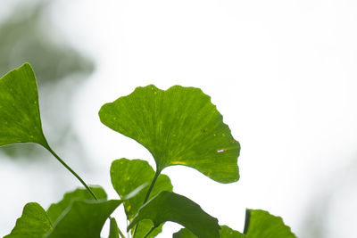 Close-up of leaves