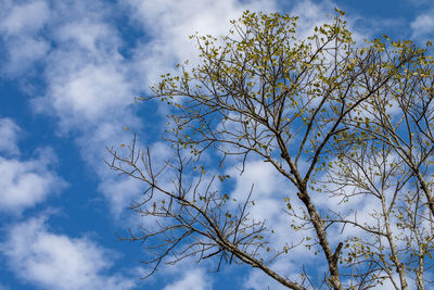 Low angle view of flowering tree against blue sky