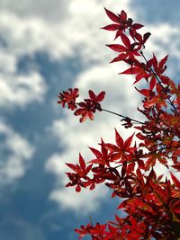 Low angle view of maple tree against sky