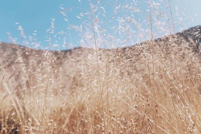 Close-up of grass on field against clear sky