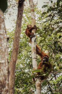 Low angle view of squirrel on tree trunk