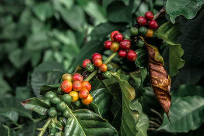 Close-up of cherries on plant