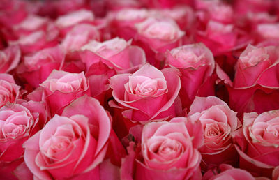 Full frame shot of pink roses