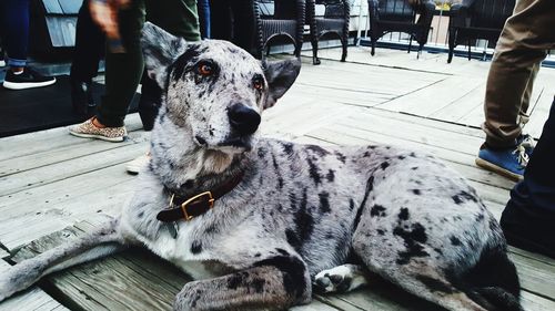 Low section of man with dog sitting outdoors