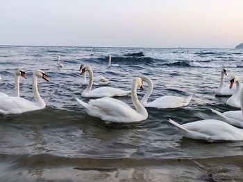 Swans swimming in lake