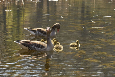 Ducks swimming in lake