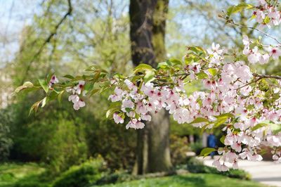 Close-up of pink cherry blossom tree