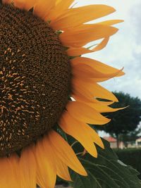 Close-up of sunflower