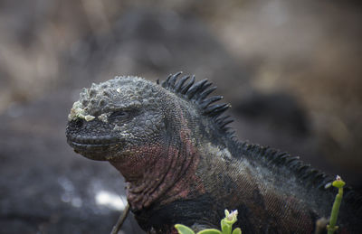 Close-up of marine iguana at galapagos islands