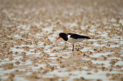 Side view of a bird on beach