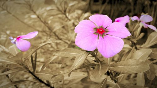 Close-up of pink flowers