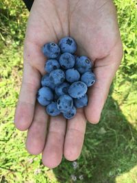 High angle view of hand holding berries on field