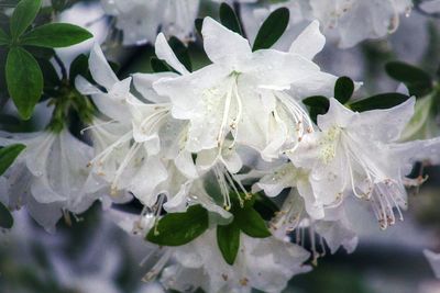 Close-up of white flowering plant