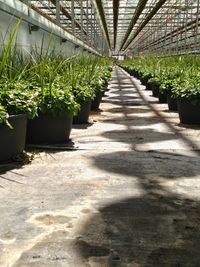 Footpath amidst plants