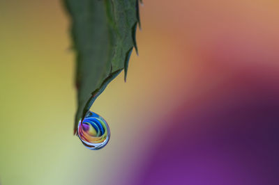 Close-up of water drop on plant