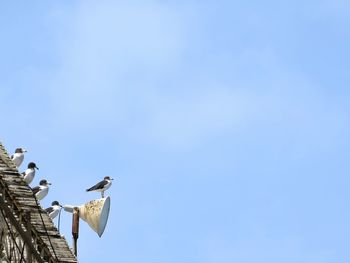 Low angle view of seagulls perching on light pole