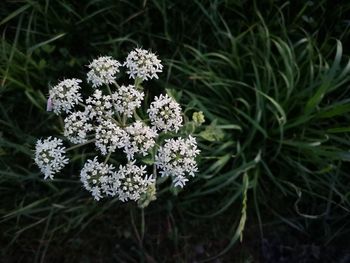 Close-up of white flowering plants on field