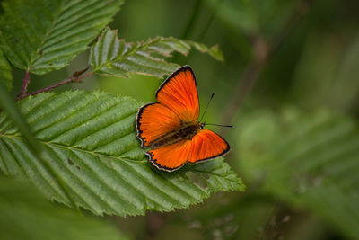 Close-up of butterfly pollinating flower