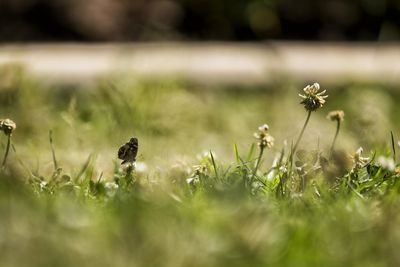 Close-up of honey bee on grassy field