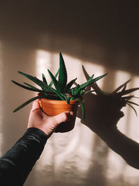 Close-up of person holding plant
