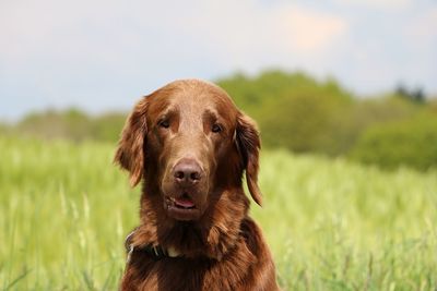 Portrait of a dog on field