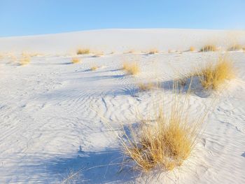Close-up of frozen plant on land against sky