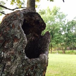 Close-up of tree trunk