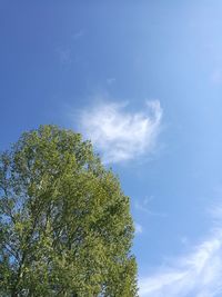 Low angle view of tree against blue sky