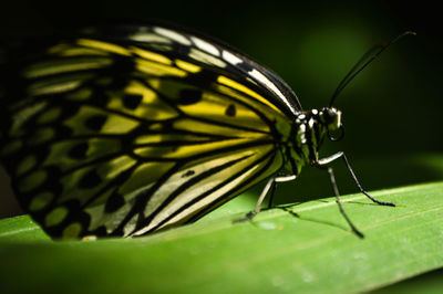 Close-up of butterfly on leaf