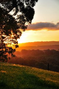 View over forest at sunset