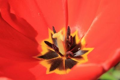 Close-up of red flower