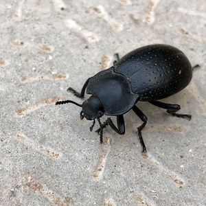 High angle view of black insect