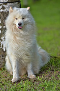 White dog looking away on field