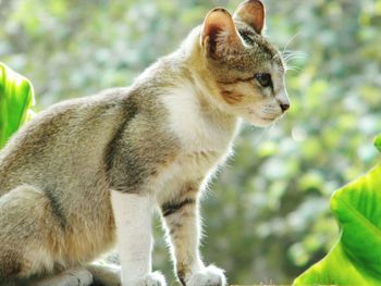 Close-up of cat