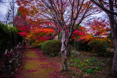 Trees in park during autumn