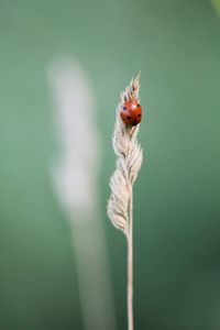 Close-up of ladybug on flower