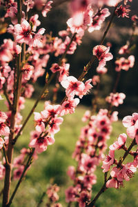 Close-up of pink cherry blossom