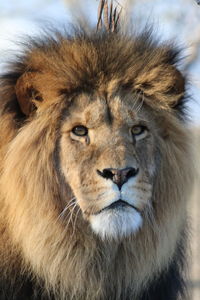 Close-up portrait of a lion