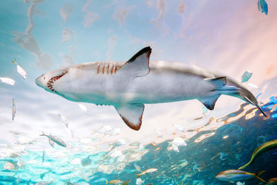 Giant scary shark with big teeth mouth under water in aquarium. sea ocean marine wildlife predator 