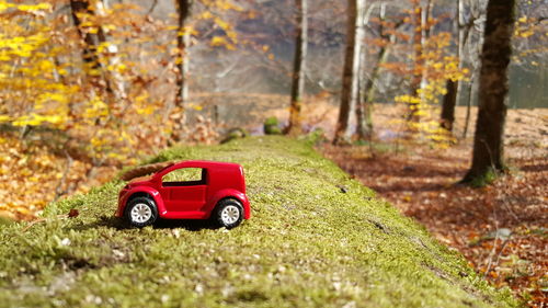Red toy car on land by trees in forest