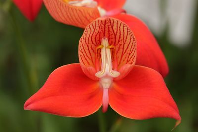 Close-up of red flower blooming outdoors