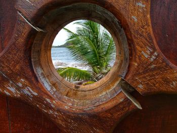 Close-up of palm tree