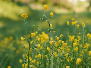 Close-up of yellow flowering plants on field