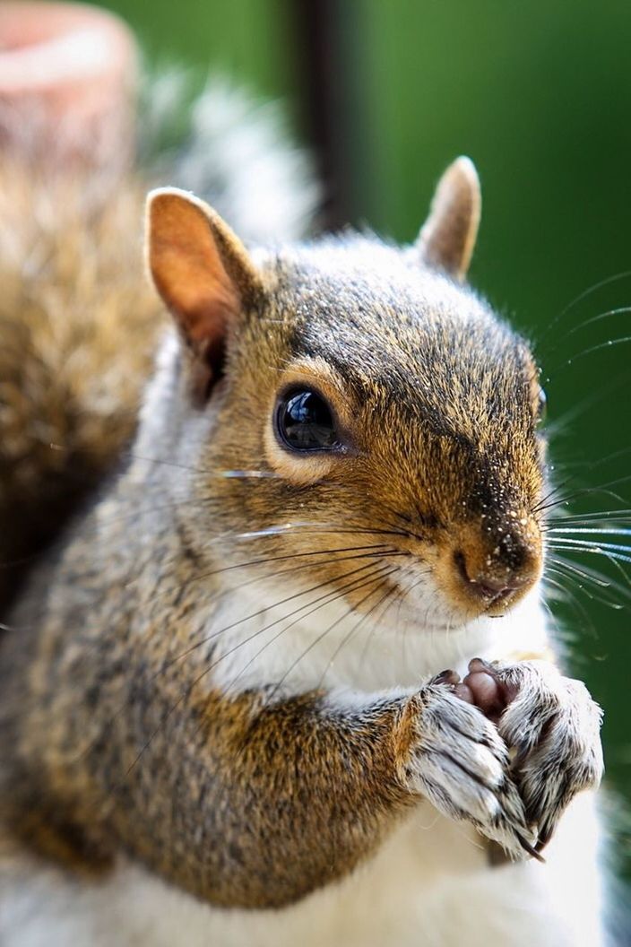 CLOSE-UP OF SQUIRREL FEEDING