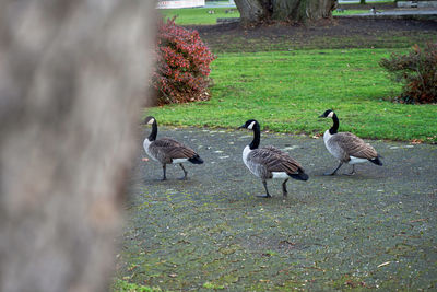 Ducks on a field