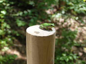Close-up of insect perching on tree
