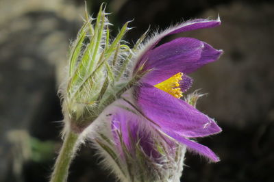 Close-up of purple flowering plant