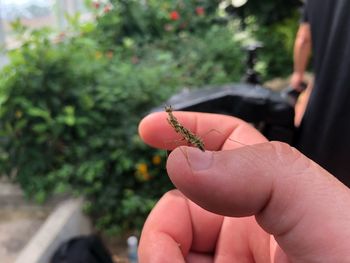 Close-up of hand holding small