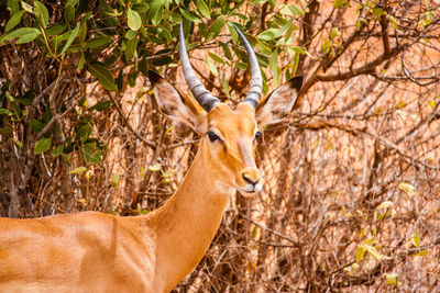 Gazelle standing against plants at tsavo east national park